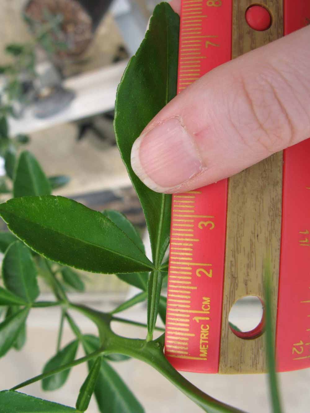              Trifoliolate leaf (Phillip Rucks Citrus Nursery, Frostproof,   FL)       